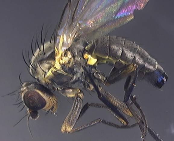 Phytomyza ranunculi